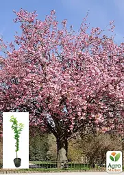Саджанець Agro-Market Сакура 4-річна японська Канзан вазон С7.5 висота 180-210 см 1 шт. в упаковці (181138) - мініатюра 2