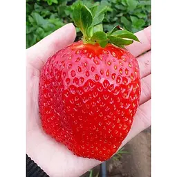 Саджанець Agro-Market Полуниця Гігантелла 5шт (середньо-пізній термін дозрівання, великоплідний сорт) (46452) - мініатюра 3