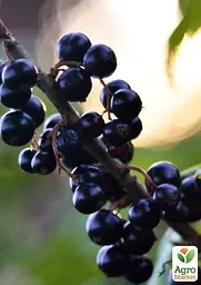 Саджанець Agro-Market Смородина на штамбі Бона (Bona) супер-ранній термін дозрівання) 1 шт. в пакуванні (43076) - мініатюра 2
