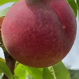Персик Agro-Market "Тендрес" (великоплідний, морозостійкий, пізній термін дозрівання) (189933) 1 саджанець в упаковці
