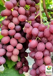 Саджанець Agro-Market Виноград Айя Брат Вавилона (кишміш, ранньо-середній термін дозрівання) 1 шт. в пакуванні (101860) - мініатюра 2