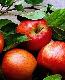 Саджанець Agro-Market Яблуня Зорі Ред (літній сорт, пізній термін дозрівання) (46211) 1 шт. в упаковці - мініатюра 2