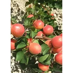 Саджанець Agro-Market Абрикос Магадор (літній сорт, ранній термін дозрівання) 1 шт. в упаковці (183839) - мініатюра 2