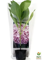 Саджанець Agro-Market Гортензія крупнолиста рожева Балмер (Balmer) (38421) - мініатюра 2