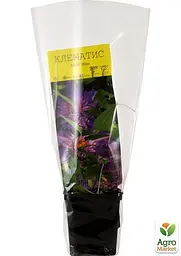 Саджанець Agro-Market Клематис Multi Blue (17631) - мініатюра 3