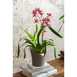 Вазон Lechuza Orchidea сіро-коричневий (13965) - мініатюра 3