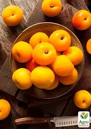 Саджанець Agro-Market Слива Пам'яті Вавілова (осінній сорт, пізній термін дозрівання) 1 шт. в упаковці (39976) - мініатюра 2