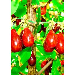 Саджанець Agro-Market Кизил Видубицький (середній термін дозрівання, великоплідний сорт) 1 шт. в упаковці (35873) - мініатюра 2
