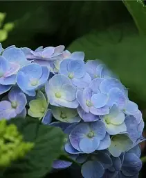 Гортензія Agro-Market Blue tenderness крупнолиста блакитна 1 саджанець в упаковці (44819) - мініатюра 2