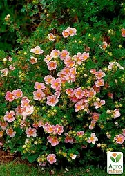 Саджанець Agro-Market Перстач Чагарниковий Lovely Pink (49170) - мініатюра 2
