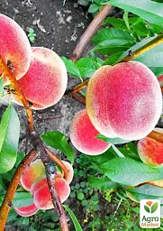 Саджанець Agro-Market Персик Дніпровський (літній сорт, середнього терміну дозрівання) 1 шт. в упаковці (178402) - мініатюра 2