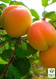 Саджанець Agro-Market Абрикос Мелітопольський ранній (літній сорт, ранній термін дозрівання) 1 шт. в упаковці (46279) - мініатюра 2