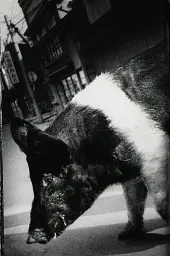 Daido Moriyama. The World through My Eyes - мініатюра 3