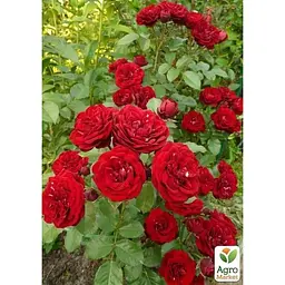 Троянда дрібноквіткова (спрей) Agro-Market Таманго саджанець класу АА+ вищий сорт 1 шт. в упаковці (178129) - мініатюра 2