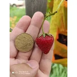 Саджанець Agro-Market Полуниця Азія (Asia) 5шт (середньо-ранній термін дозрівання, великоплідний сорт) (36949) - мініатюра 8