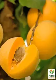 Саджанець Agro-Market Абрикос Медовий (літній сорт, середній термін дозрівання) 1 шт. в упаковці (178185) - мініатюра 2