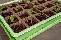 Міні-теплиця Kinzo Garden 24 комірки - мініатюра 8