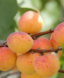 Саджанець Agro-Market Абрикос Джумбо Тардив (літній сорт, середній термін дозрівання) (39866) 1 шт. в упаковці - мініатюра 3