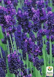 Саджанець Agro-Market Лаванда Гібридна Sentivia Early Blue (контейнер № 10, висота 10-15 см) (50371) - мініатюра 3