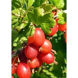 Саджанець Agro-Market Агрус Машека (середній термін дозрівання, висока стійкість до шкідників і хвороб) 1 шт. в упаковці (23380) - мініатюра 3