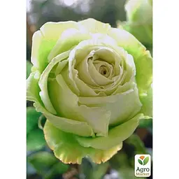 Троянда чайно-гібридна Agro-Market Ківі саджанець класу АА+ вищий сорт 1 шт. в упаковці (15967) - мініатюра 3