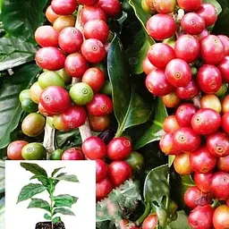 Кава Арабіка Agro-Market зростання 10-15 см 43053 1 саджанець в упаковці