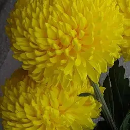 Хризантема "Mimizan Jaune" (низькоросла великоквіткова) (112736) 1 саженец
