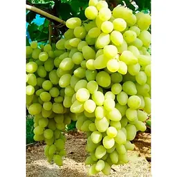 Саджанець Agro-Market Виноград Довгоочікуваний (кишмиш, дуже ранній термін дозрівання, стабільно високий рівень врожайності) 1 шт. в упаковці (17700) - мініатюра 2