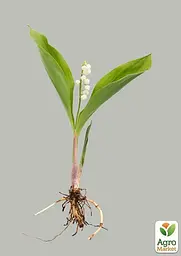 Конвалія Кейске Agro-Market Convallaria keiskei 1 шт. (25955) - мініатюра 2