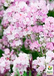 Саджанець Agro-Market Лаванда вузьколиста Rosea (48767) - мініатюра 2