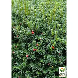 Саджанець Agro-Market Тис ягідний (контейнер Р9) (39001) - мініатюра 2