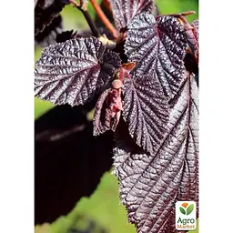 Саджанець Agro-Market Ліщина штамбова червонолиста Purpurea С5 (180105) - мініатюра 3