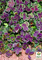 Саджанець Agro-Market Конюшина декоративна Atropurpurea (182201) - мініатюра 2