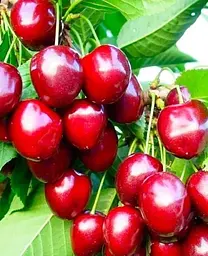Саджанець Agro-Market Черешня Простір (літній сорт, середній термін дозрівання) (25913) 1 шт. в упаковці - мініатюра 2
