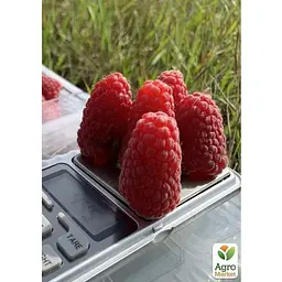 Саджанець Agro-Market Малина Пшехіба Przehyba (ультрарання, великоягідна, солодка) (156528) 1 шт. - мініатюра 2