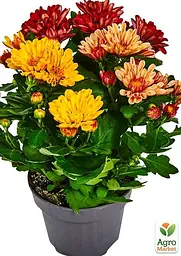 Саджанець Agro-Market Хризантема Multicolor Carnaval (Нідерланди) (97754) - мініатюра 5