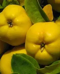 Саджанець Agro-Market Айва ніжно-жовта Мудра (Wise) (преміальний, морозостійкий сорт) (47384) 1 шт. в упаковці - мініатюра 2