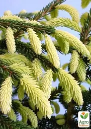 Саджанець Agro-Market Ялина східна Aureospicata С4 висота 40-50 см 1 шт. в упаковці (183038) - мініатюра 2