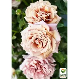 Троянда флорибунда Agro-Market Koko Loko саджанець класу АА+ 1 шт. в контейнері (180842) - мініатюра 2