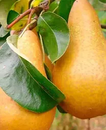 Саджанець Agro-Market Груша Бере Боск (осінній сорт, середній термін дозрівання) (36529) 1 шт. в упаковці - мініатюра 2