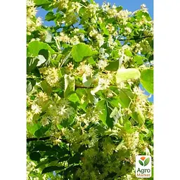 Саджанець Agro-Market Липа яскраво-зелена Ремедіал (морозостійкий медонос) (177469) - мініатюра 4