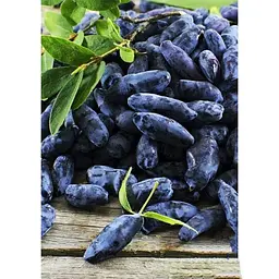 Саджанець Agro-Market Жимолость Атут (ранній термін дозрівання, самий невибагливий і зимостійкий сорт) 1 шт. в упаковці (43967) - мініатюра 5