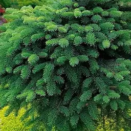 Ялина маріоріка Agro-Market на штамбі Machala С7.5 висота 40-50см діаметр крони 25-35 см 188168 1 саджанець в упаковці