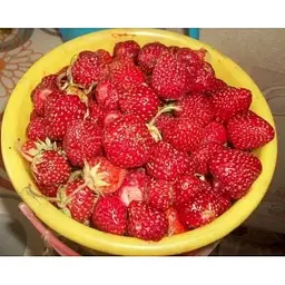 Саджанець Agro-Market Полуниця Зенга Зенгана (Senga Sengana) 5шт (середньо-пізній термін дозрівання) (40395) - мініатюра 8