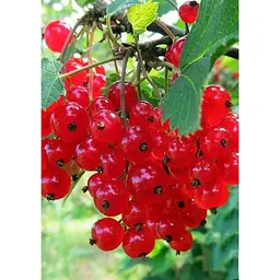 Саджанець Agro-Market Порічка (смородина) червона Наталі (середнього терміну дозрівання) 1 шт. в упаковці (44003) - мініатюра 3