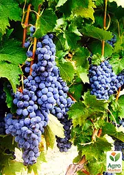 Саджанець Agro-Market Виноград Лівадійський чорний (ідеальний для виноробства, ранньо-середній термін дозрівання, має оптимальні показники кислотності і цукристості) 1 шт. в пакуванні (38135) - мініатюра 2