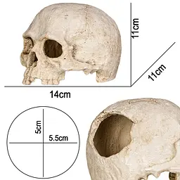 Декорація череп людини Terrario Human Skull 14x11x11см (151211)