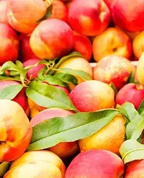 Саджанець Agro-Market Персик Улюбленець (літній сорт, среднепозднего терміну дозрівання) (25746) 1 шт. в упаковці - мініатюра 2
