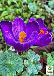 Крокус великоквітковий "Flower Record" (розмір 7/8, великий) 5 шт (17237) - мініатюра 2
