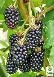 Саджанець Agro-Market Ожина Дірксен Торнлес (Rubus fruticosus DirksenThornless) Нідерланди, вазон П9 1 шт. в пакуванні Нидерланды (178890) - мініатюра 2